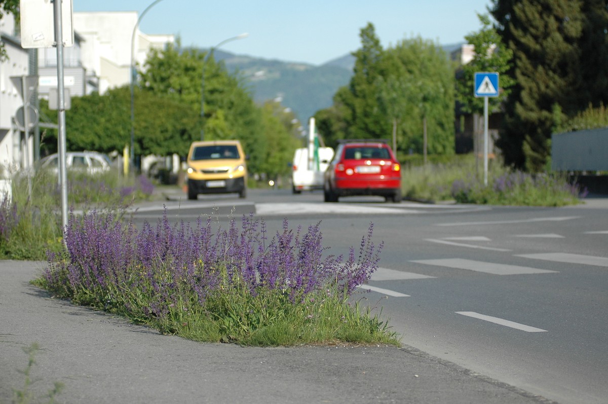 Naturnahe Straßenbegrünung © Marktgemeinde Rankweil