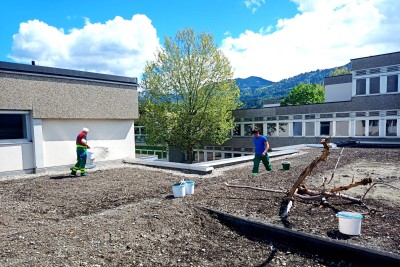 Grünes Dach für Volksschule Montfort