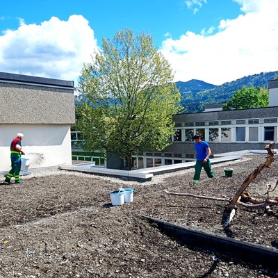 Grünes Dach für Volksschule Montfort