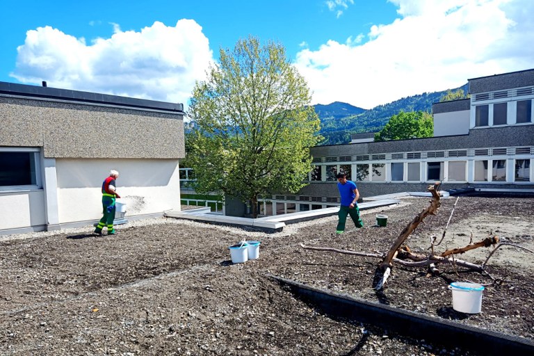 Mitarbeiter des Bauhof Rankweil streut Saatgut auf dem Flachdach der Volksschule Montfort aus @ Marktgemeinde Rankweil