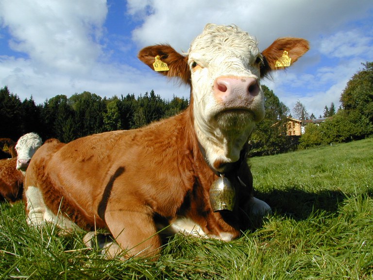 Kuh auf Wiese © Wikimedia Commons - Harald Bischoff