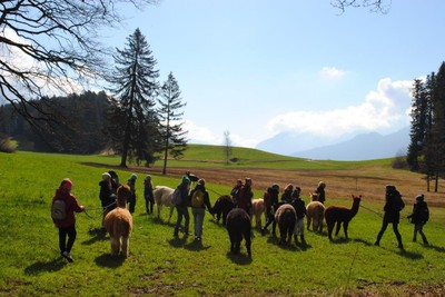 Alpaka Wanderung © Stadt Feldkirch (1).jpg