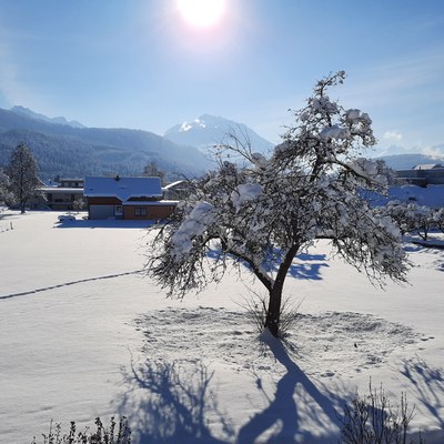 Baum im Schnee © Gudrun Zanona