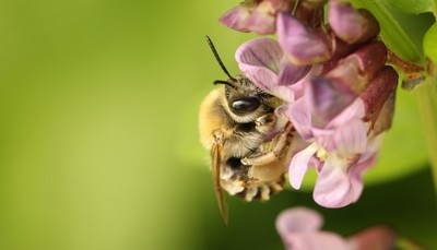 Auf den Spuren der Wildbienen - Exkursion durch Rankweil